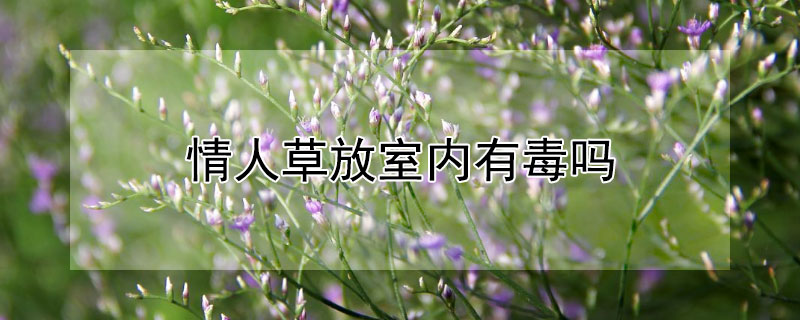 情人草放室内有毒吗（情人草放室内有毒吗安全吗）