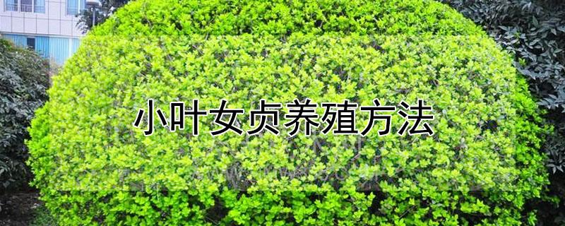 小叶女贞养殖方法（小叶女贞养殖方法和技术）