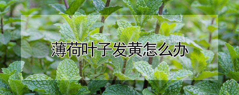 薄荷叶子发黄怎么办 薄荷黄叶枯叶怎么办