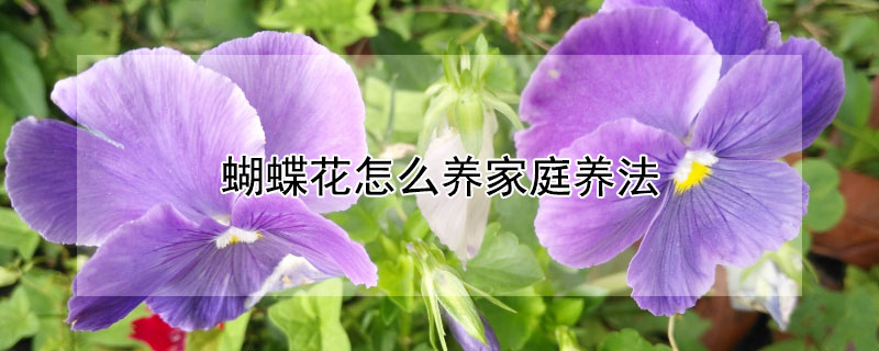 蝴蝶花怎么养家庭养法 蝴蝶花怎么养家庭养法大全