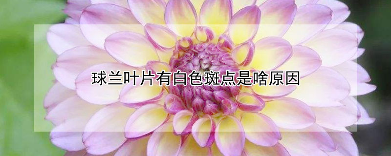 球兰叶片有白色斑点是啥原因 养球兰的三大忌
