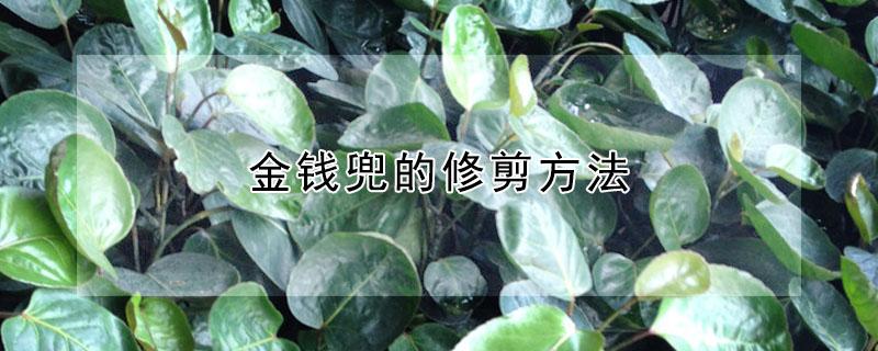 金钱兜的修剪方法 金钱兜的修剪方法图解