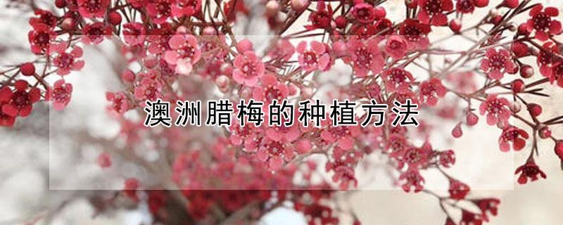 澳洲腊梅的种植方法 澳洲腊梅的种植方法和技术