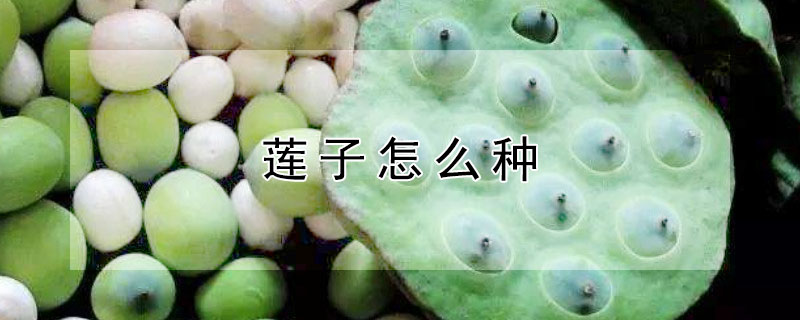 莲子怎么种 请问碗莲子怎么种