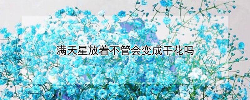 满天星放着不管会变成干花吗 满天星买回来需要放水吗