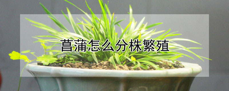 菖蒲怎么分株繁殖（菖蒲如何分株）