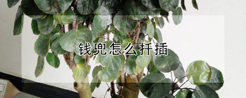钱兜怎么扦插 钱兜怎么扦插成活率高