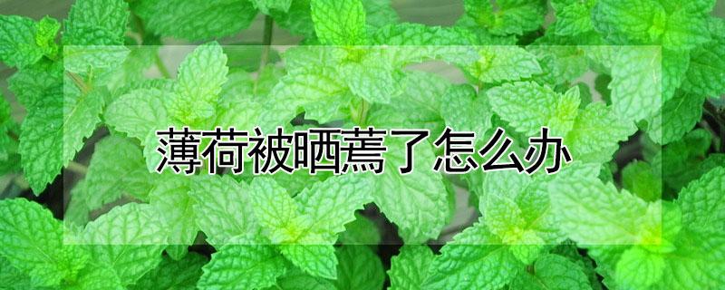 薄荷被晒蔫了怎么办（薄荷被晒蔫了怎么办啊）