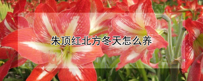 朱顶红北方冬天怎么养（北方深秋朱顶红）