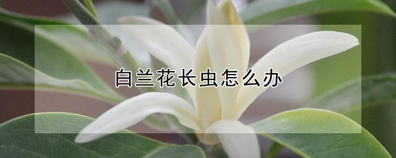 白兰花长虫怎么办（白兰花长虫怎么办呢）