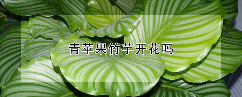 青苹果竹芋开花吗（青苹果竹芋开花吗图片）