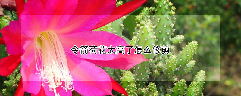 令箭荷花太高了怎么修剪 令箭荷花太高了怎么修剪小齐的视频
