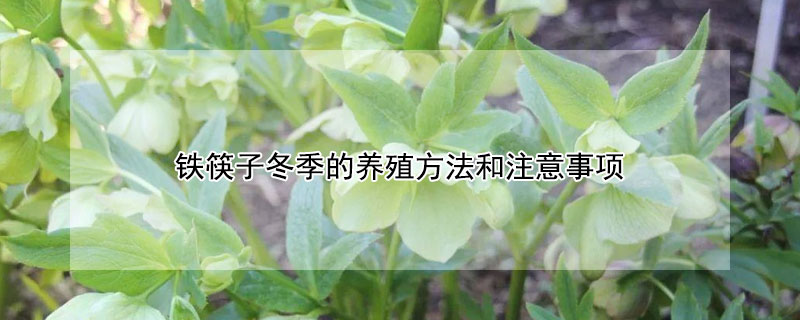 铁筷子冬季的养殖方法和注意事项 铁筷子冬季的养殖方法和注意事项图片