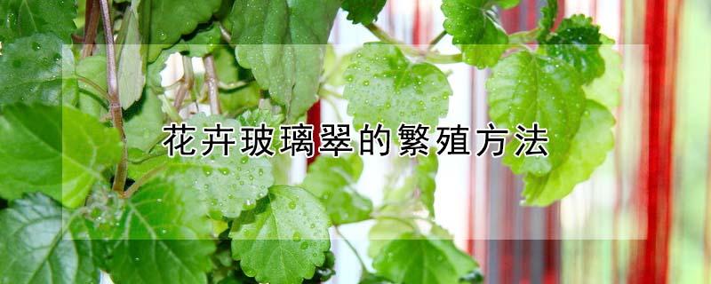 花卉玻璃翠的繁殖方法（玻璃翠繁殖方法和注意事项）