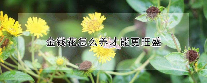 金钱花怎么养才能更旺盛（金钱花怎么养才能更旺盛视频）