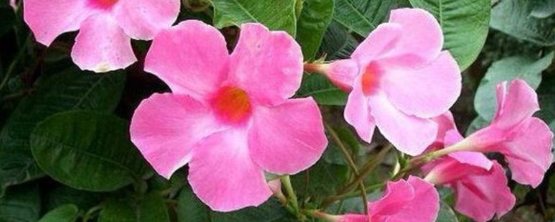 双喜藤花期后怎么养殖 双喜藤花的花期