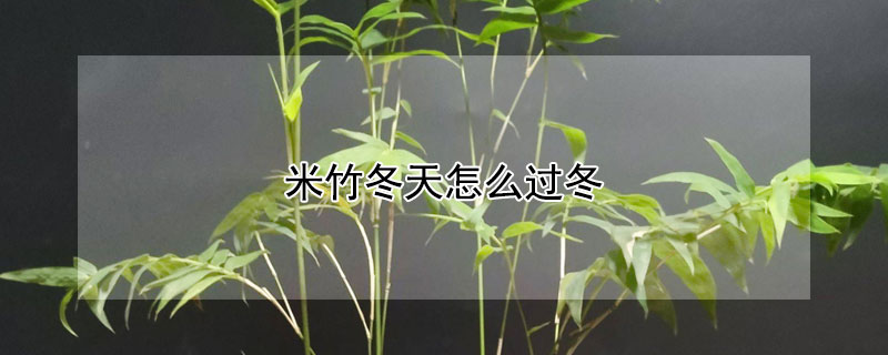 米竹冬天怎么过冬 米竹怎样过冬