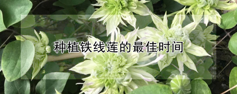 种植铁线莲的最佳时间 种植铁线莲的最佳时间是多少