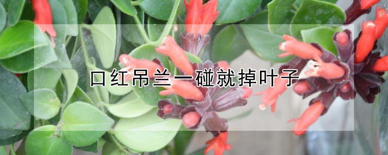 口红吊兰一碰就掉叶子 口红吊兰一年开几次花