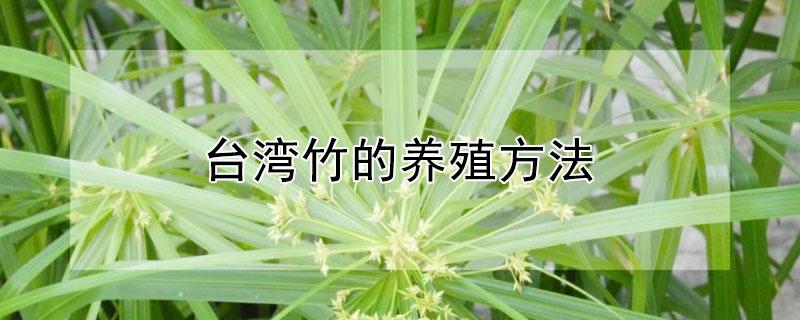 台湾竹的养殖方法（台湾竹的养殖方法和注意事项散尾葵能不能编造型）
