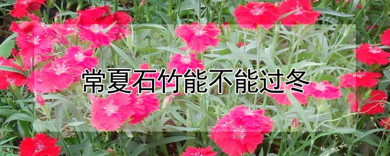 常夏石竹能不能过冬 常夏石竹夏季养护