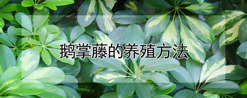 鹅掌藤的养殖方法（鹅掌藤的养殖方法注意事项）