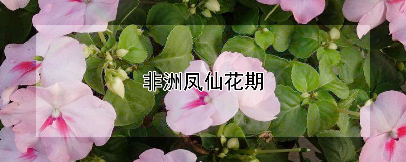 非洲凤仙花期 非洲凤仙花期多久