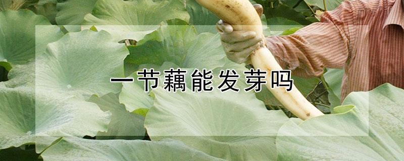 一节藕能发芽吗（把藕直接扔水缸里能活吗）