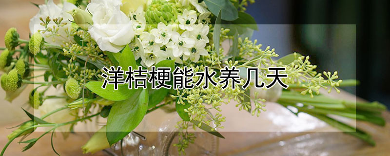 洋桔梗能水养几天（洋桔梗要深水养还是浅水养）