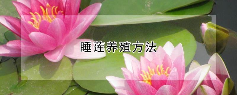 睡莲养殖方法 睡莲养殖方法及注意事项