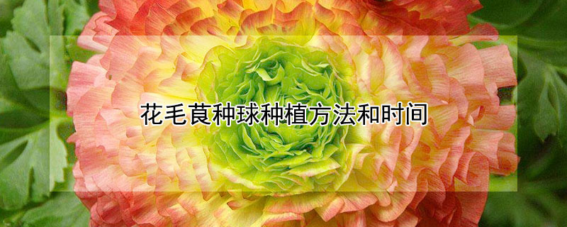 花毛茛种球种植方法和时间 花毛茛种球春天可以种吗