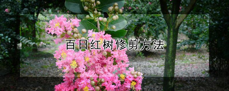 百日红树修剪方法 百日红树修剪方法视频