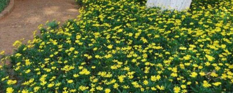 茼蒿菊怎么养（茼蒿菊怎么养爆盆）