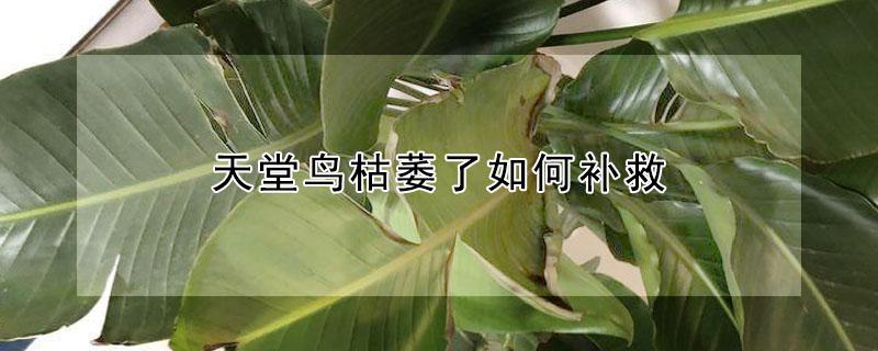 天堂鸟枯萎了如何补救（天堂鸟枯了怎么办）