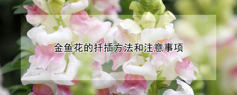 金鱼花的扦插方法和注意事项（金鱼花的扦插方法和注意事项图片）
