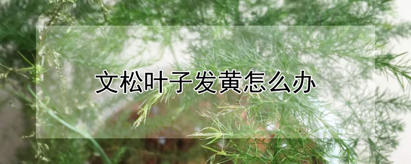文松叶子发黄怎么办（文松老是黄叶是什么情况）