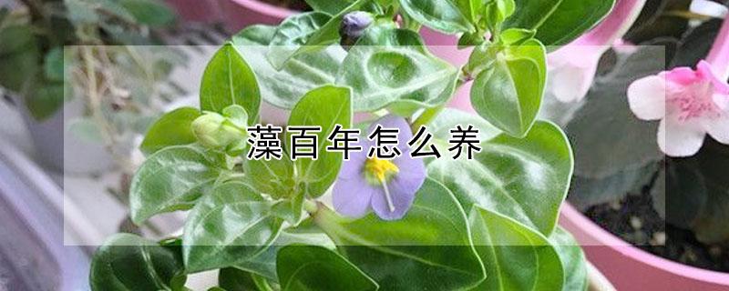 藻百年怎么养（藻百年怎么养才能活）