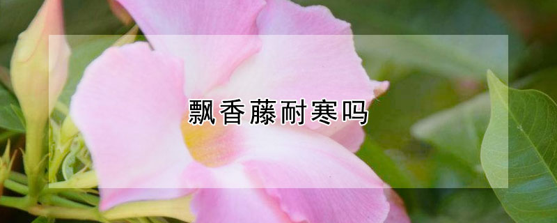 飘香藤耐寒吗（北方耐寒十大爬藤植物排名）