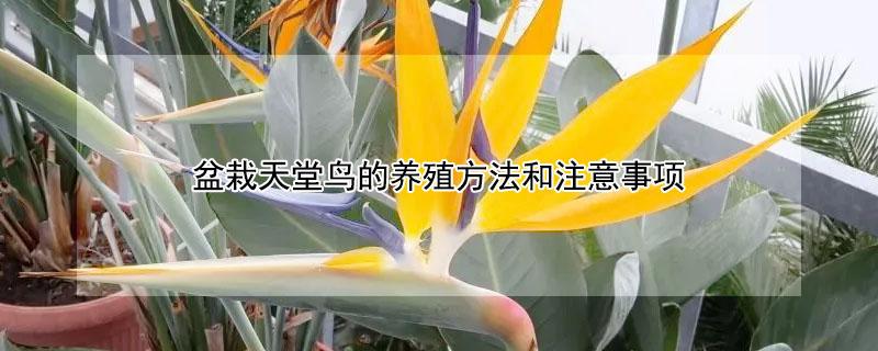 盆栽天堂鸟的养殖方法和注意事项（天堂鸟风水大忌属相）