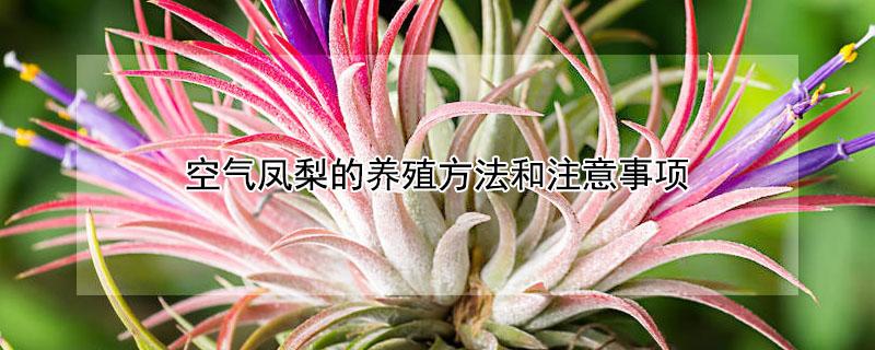 空气凤梨的养殖方法和注意事项（空气凤梨的养殖方法和注意事项网购）