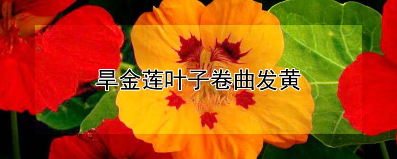 旱金莲叶子卷曲发黄 旱金莲叶子卷曲发黄怎么办