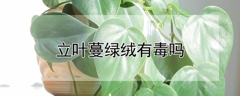 立叶蔓绿绒有毒吗（蔓绿绒的风水寓意）