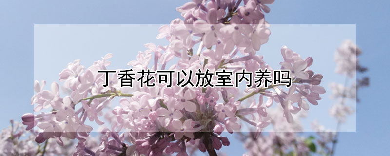 丁香花可以放室内养吗（丁香花可以放室内养吗?）