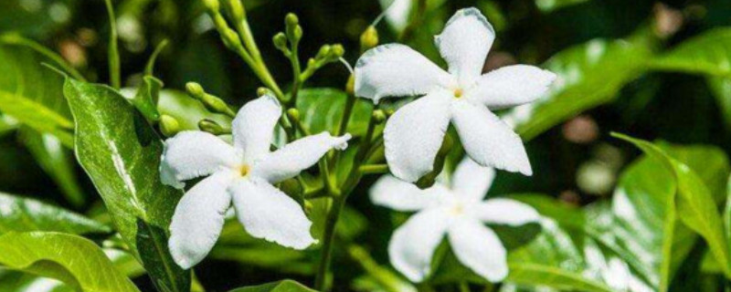 风车茉莉怎么养成花墙（最旺宅的爬藤植物）