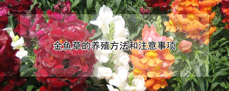金鱼草的养殖方法和注意事项 金鱼吊兰的养殖方法和注意事项