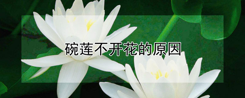 碗莲不开花的原因（家里千万不能养碗莲）