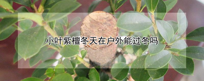小叶紫檀冬天在户外能过冬吗（小叶紫檀冬天可以放室外养吗）