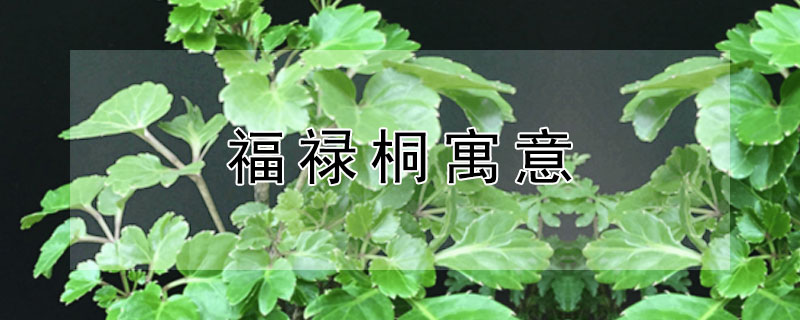 福禄桐寓意（细叶福禄桐寓意）