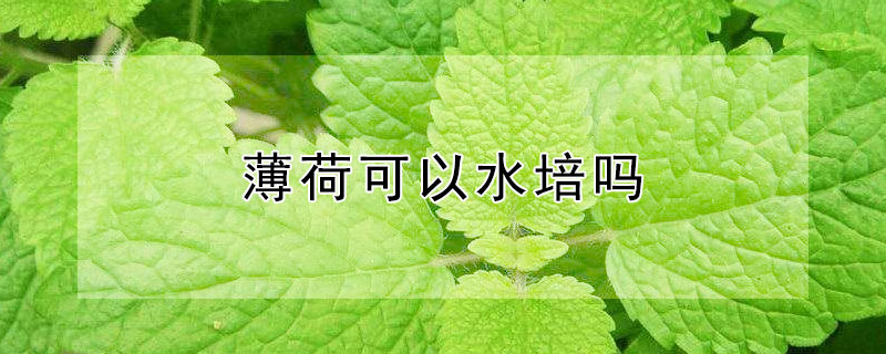 薄荷可以水培吗 薄荷可以水培吗在室内鱼缸