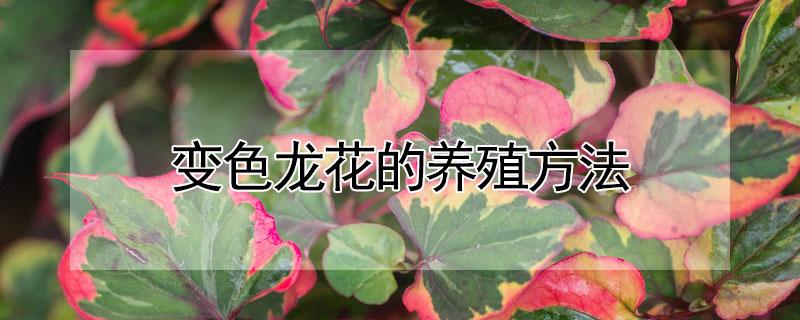 变色龙花的养殖方法（月季变色龙花的养殖方法）